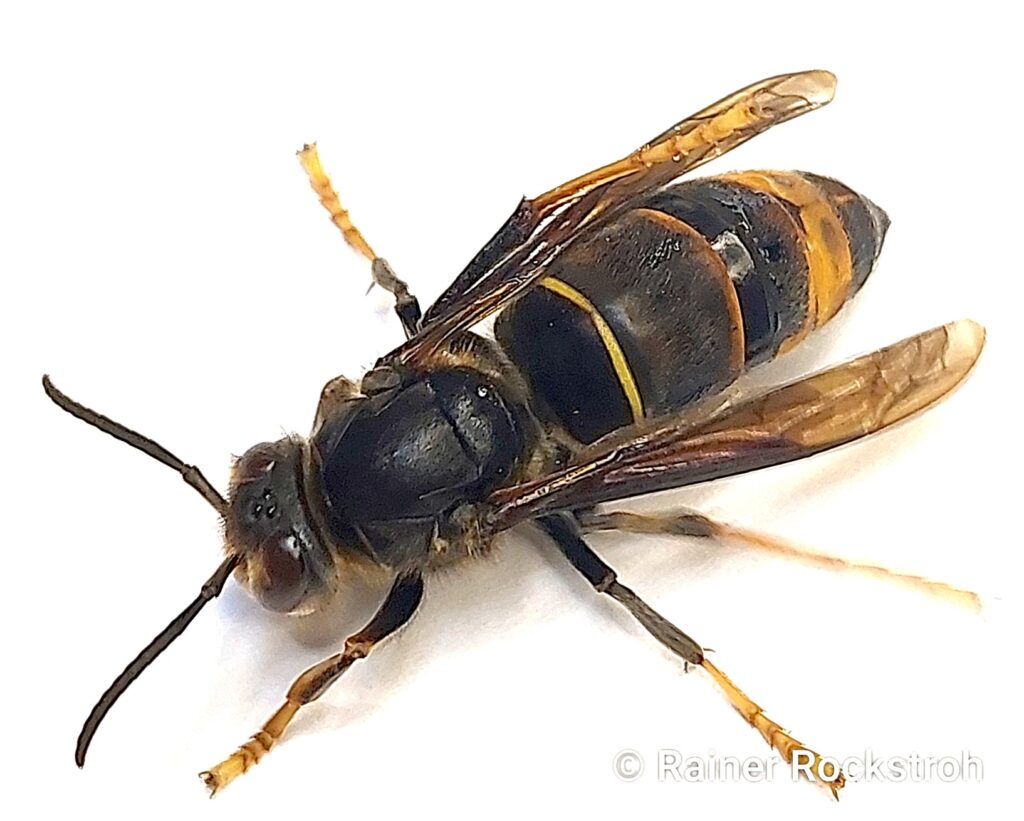 Asiatische Hornisse Einzeltier, Rainer Rockstroh