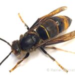 Asiatische Hornisse Einzeltier, Rainer Rockstroh