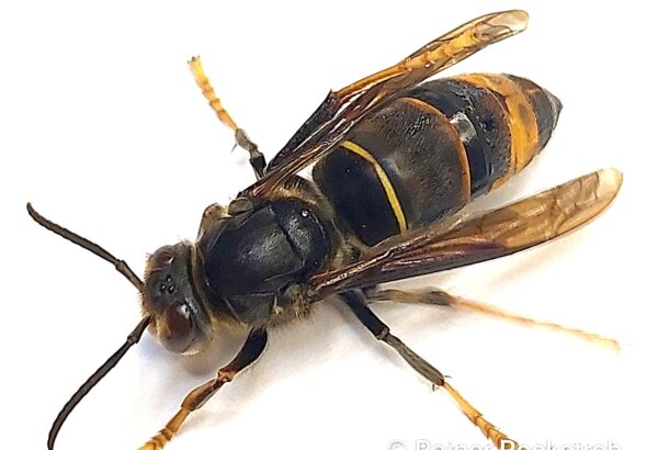 Asiatische Hornisse Einzeltier, Rainer Rockstroh