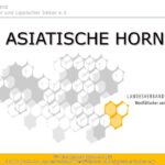 Titelgrafik einer Präsentation über die Asiatische Hornisse des Landesverbandes Westfälischer und Lippischer Imker e.V. mit Waben-Hintergrundgrafik.