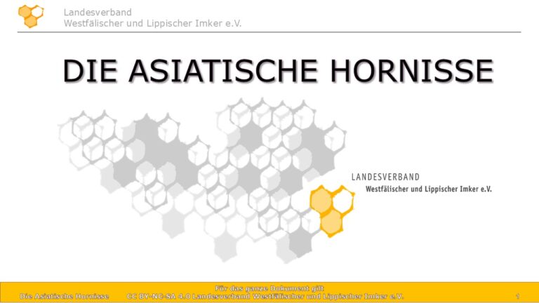 Titelgrafik einer Präsentation über die Asiatische Hornisse des Landesverbandes Westfälischer und Lippischer Imker e.V. mit Waben-Hintergrundgrafik.