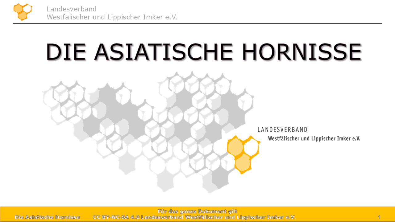 Titelgrafik einer Präsentation über die Asiatische Hornisse des Landesverbandes Westfälischer und Lippischer Imker e.V. mit Waben-Hintergrundgrafik.