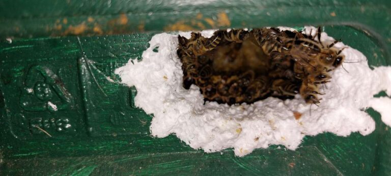 Sabina Herrmann Spechtschaden 18.12.2022 20221220_155615