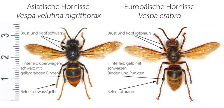 VV-VC-Vergleich-2024-01-08-ohne-T (2)