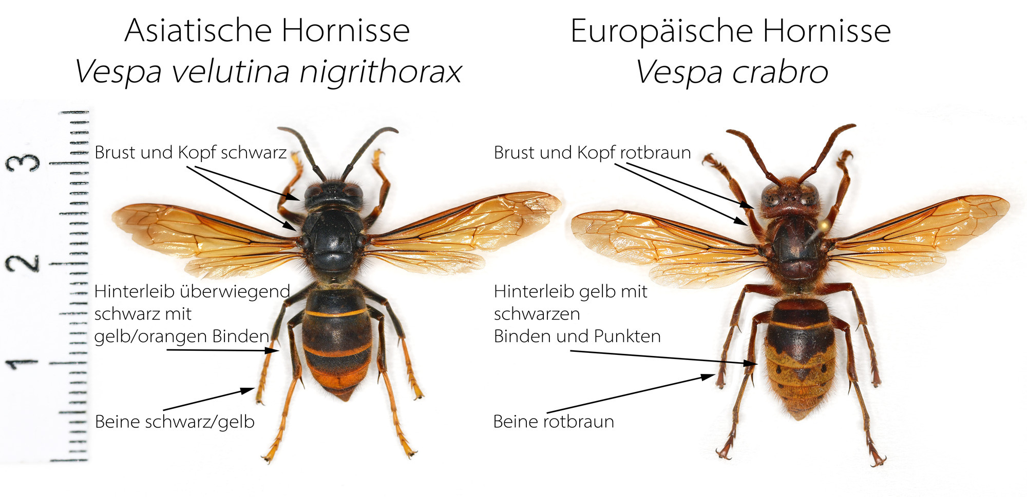 VV-VC-Vergleich-2024-01-08-ohne-T (2)