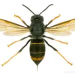 Eine scharfe Makro-Detailaufnahme der Asiatischen Hornisse.