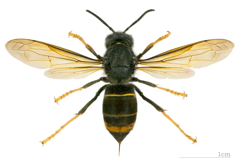Eine scharfe Makro-Detailaufnahme der Asiatischen Hornisse.