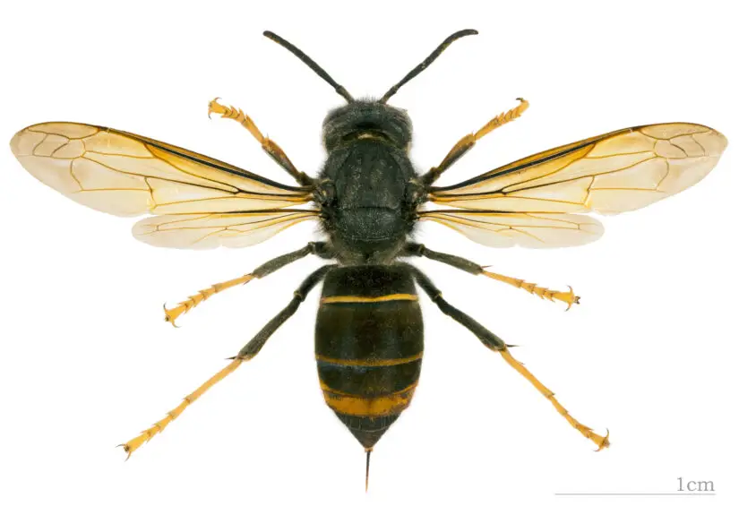 Eine scharfe Makro-Detailaufnahme der Asiatischen Hornisse.