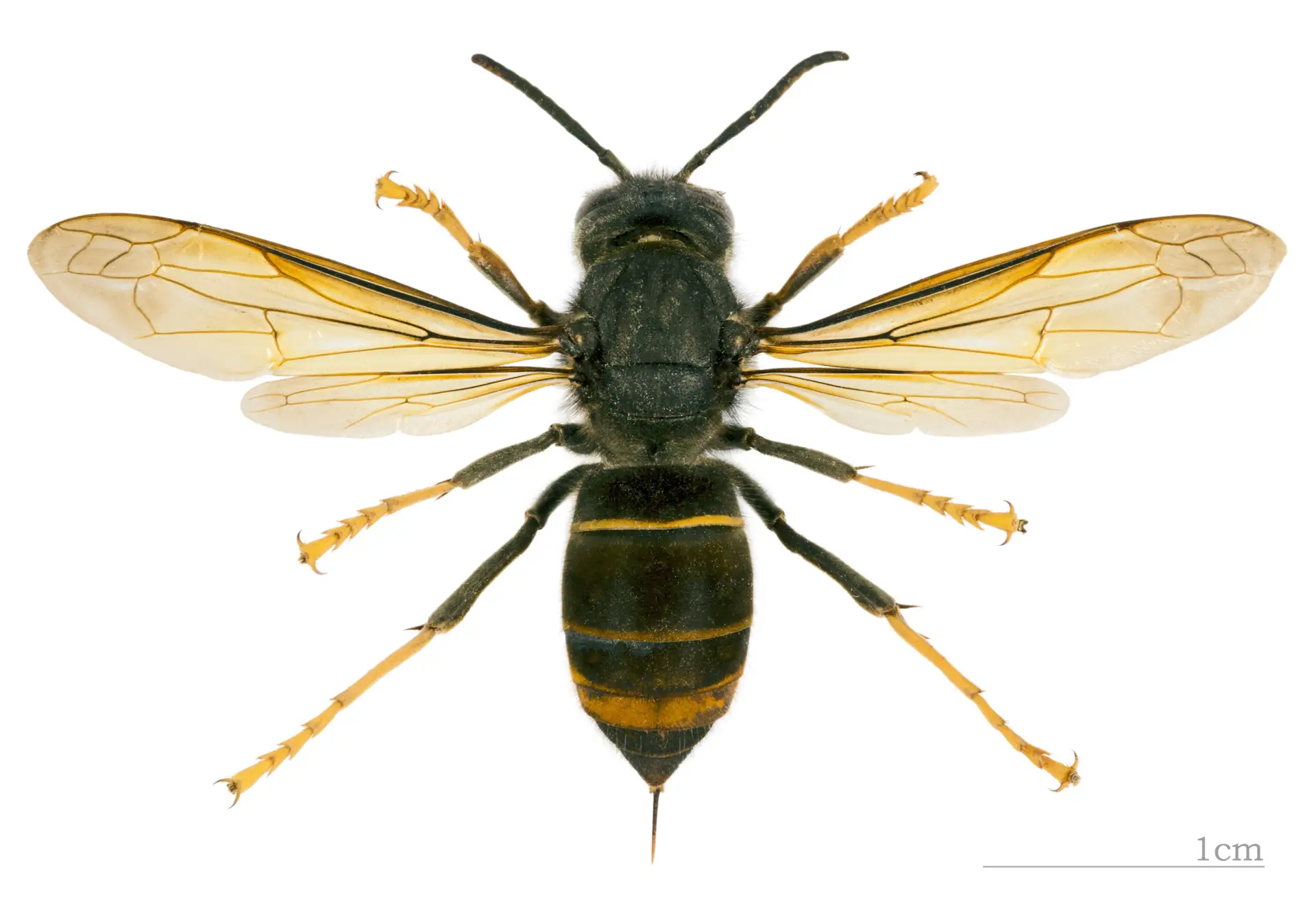 Eine scharfe Makro-Detailaufnahme der Asiatischen Hornisse.