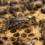 Bienenkönigin umgeben von Arbeiterbienen.
