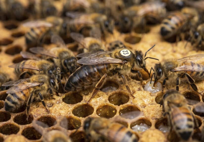 Bienenkönigin umgeben von Arbeiterbienen.