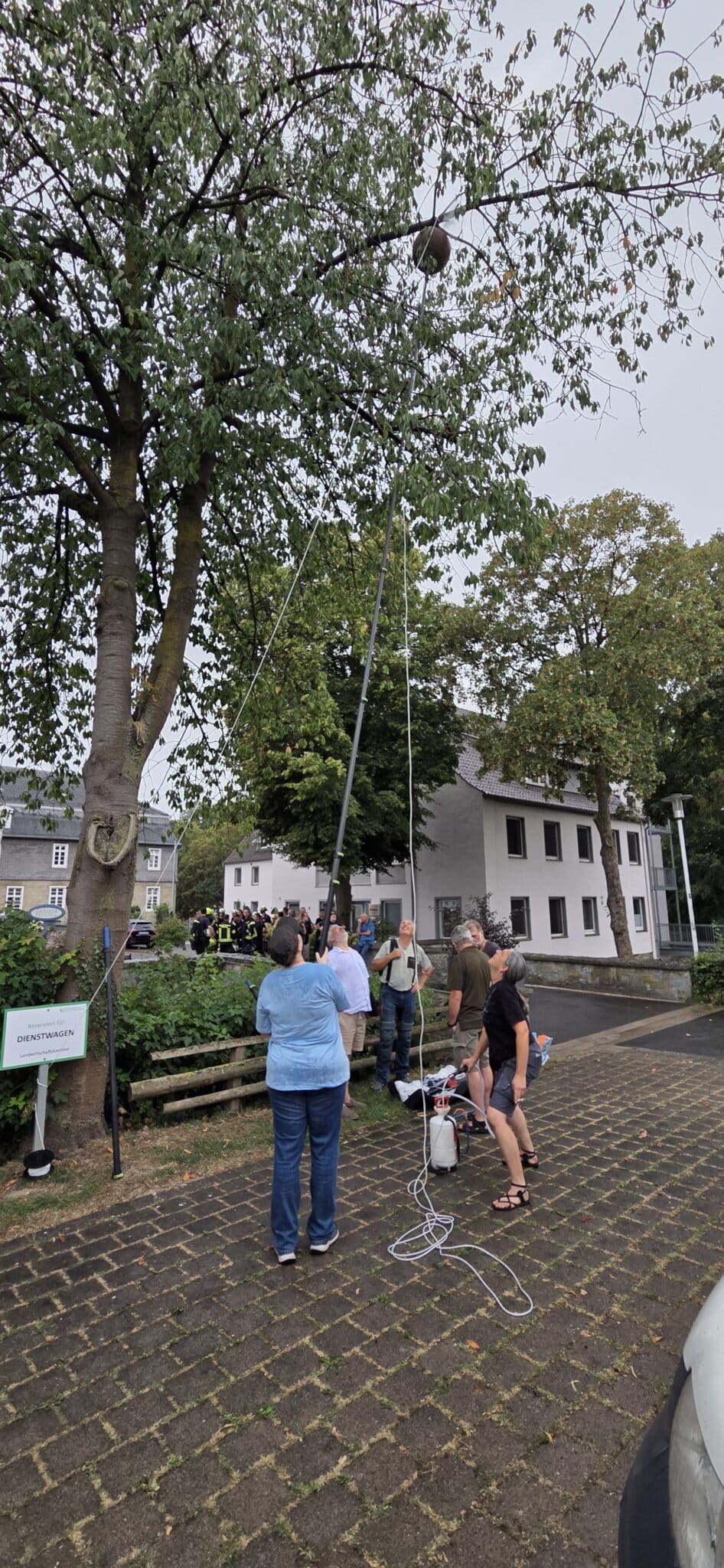 Teilnehmende steuern während des Vespa-velutina-Kurses auf Haus Düsse eine voll ausgefahrene Teleskoplanze präzise an ein hoch in einem Baum hängendes Übungsnest heran.