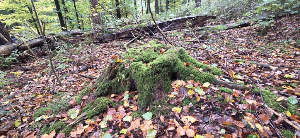 Auf Entdeckungstour im Stuckenberg: Was Pilze und Bienen im Herforder Wald verbindet 16 20261025 110407
