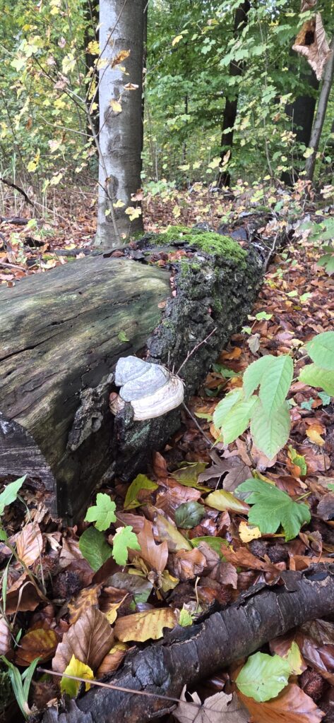 Auf Entdeckungstour im Stuckenberg: Was Pilze und Bienen im Herforder Wald verbindet 13 20261025 112057