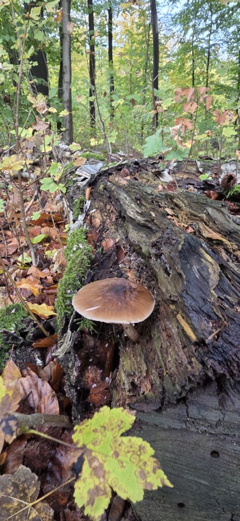 Auf Entdeckungstour im Stuckenberg: Was Pilze und Bienen im Herforder Wald verbindet 12 20261025 112153