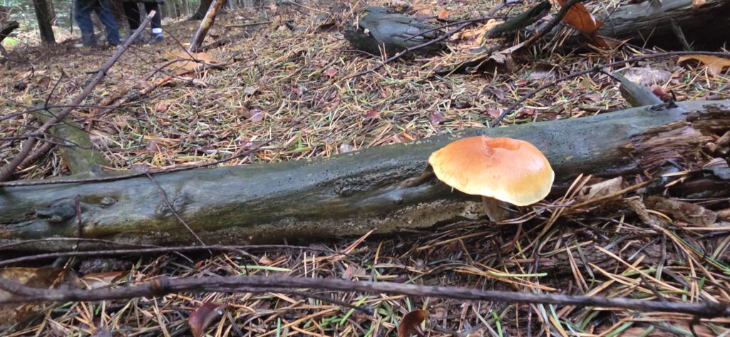 Auf Entdeckungstour im Stuckenberg: Was Pilze und Bienen im Herforder Wald verbindet 11 20261025 113201