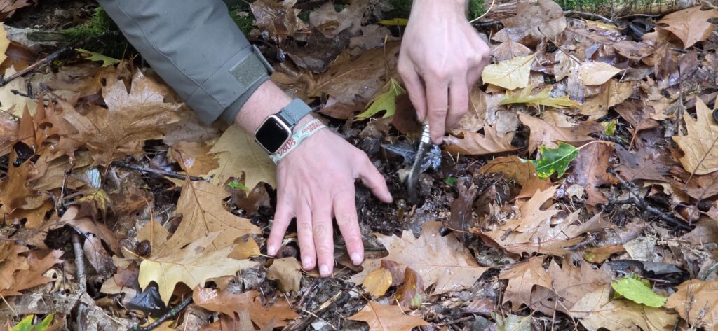 Auf Entdeckungstour im Stuckenberg: Was Pilze und Bienen im Herforder Wald verbindet 9 Hände eines Pilzsuchers beim vorsichtigen Freilegen eines Pilzes im feuchten Herbstlaub mit einem Pilzmesser.