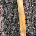 Auf Entdeckungstour im Stuckenberg: Was Pilze und Bienen im Herforder Wald verbindet 3 Einzelfruchtkörper einer Kopfigen Kernkeule mit gelbem Stiel und braunem Köpfchen, der direkt aus einer kugeligen Hirschtrüffel wächst, vor grober Baumrinde
