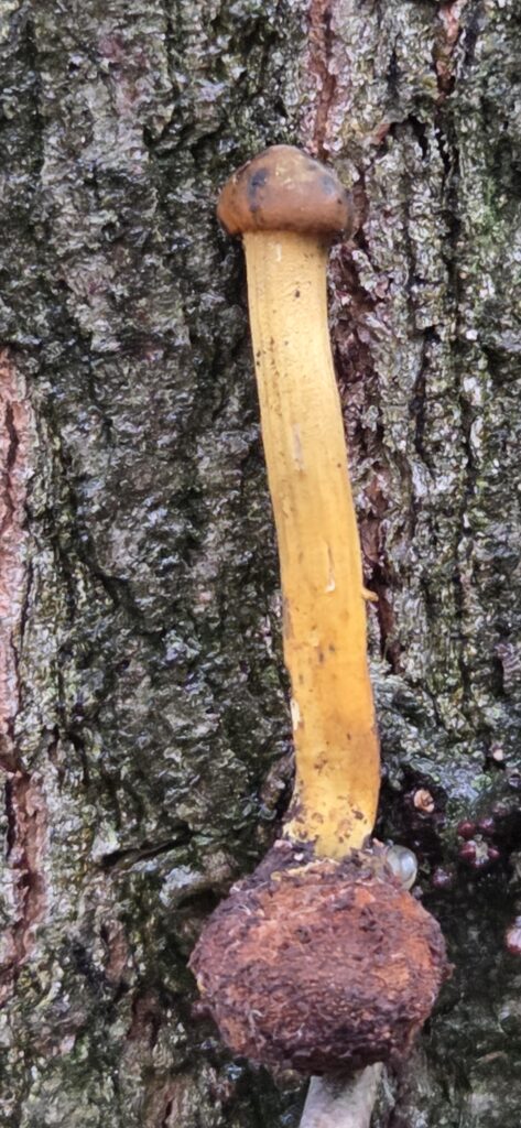 Auf Entdeckungstour im Stuckenberg: Was Pilze und Bienen im Herforder Wald verbindet 8 Einzelfruchtkörper einer Kopfigen Kernkeule mit gelbem Stiel und braunem Köpfchen, der direkt aus einer kugeligen Hirschtrüffel wächst, vor grober Baumrinde