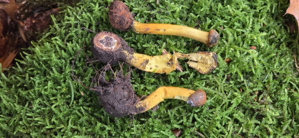Auf Entdeckungstour im Stuckenberg: Was Pilze und Bienen im Herforder Wald verbindet 2 Drei Fruchtkörper der Kopfigen Kernkeule mit gelblichen Stielen und rundlichen Köpfchen auf grünem Moos, parasitäre Hirschtrüffel an der Basis sichtbar.