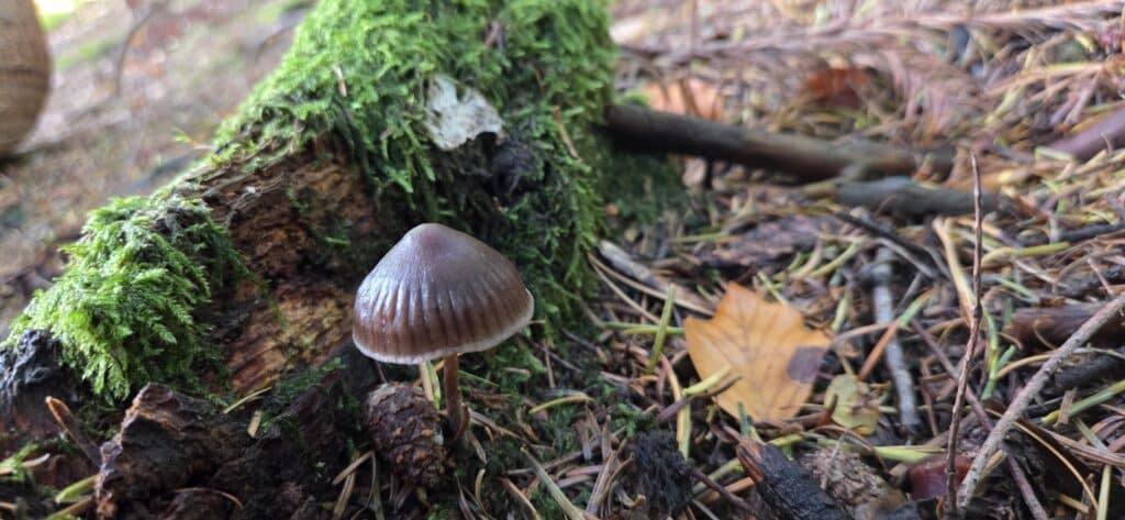 Auf Entdeckungstour im Stuckenberg: Was Pilze und Bienen im Herforder Wald verbindet 48 Kleiner, glockiger Helmling auf nadelbedecktem Waldboden vor moosbewachsenem Totholzstamm.