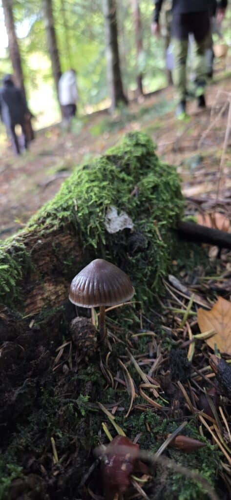 Auf Entdeckungstour im Stuckenberg: Was Pilze und Bienen im Herforder Wald verbindet 47 20261025 115217