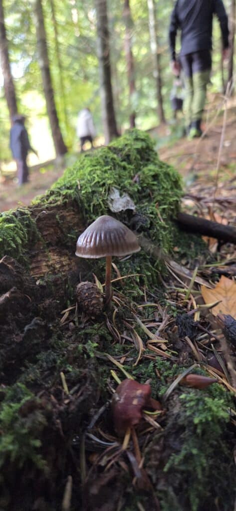 Auf Entdeckungstour im Stuckenberg: Was Pilze und Bienen im Herforder Wald verbindet 46 Ein Pilz im Wald auf Moos.