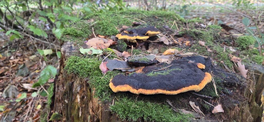 Auf Entdeckungstour im Stuckenberg: Was Pilze und Bienen im Herforder Wald verbindet 45 Pilze auf einem Baumstumpf