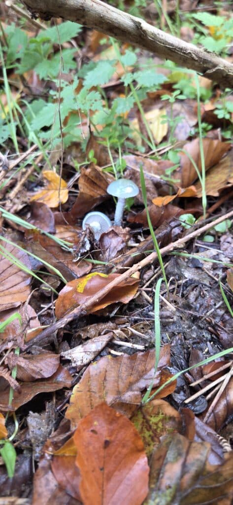 Auf Entdeckungstour im Stuckenberg: Was Pilze und Bienen im Herforder Wald verbindet 44 Pilze zwischen buntem Laub