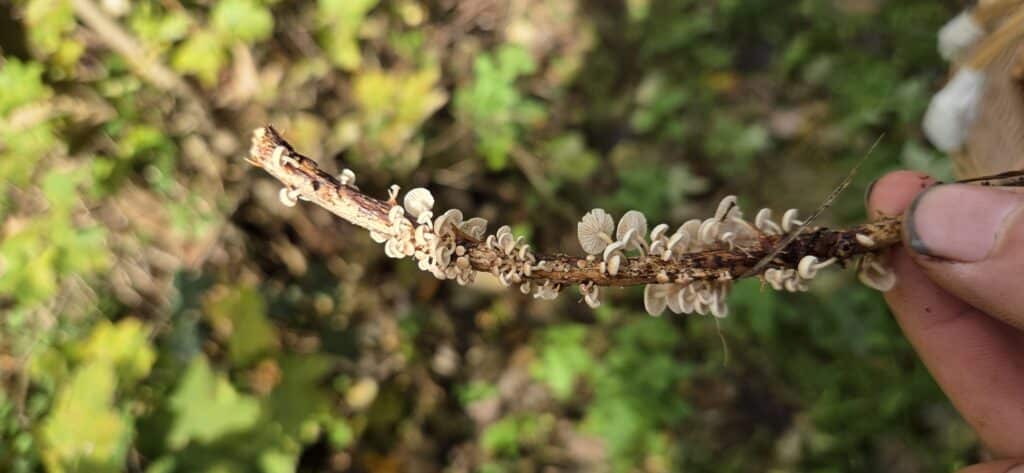 Auf Entdeckungstour im Stuckenberg: Was Pilze und Bienen im Herforder Wald verbindet 42 Pilze auf einem Ast in der Natur