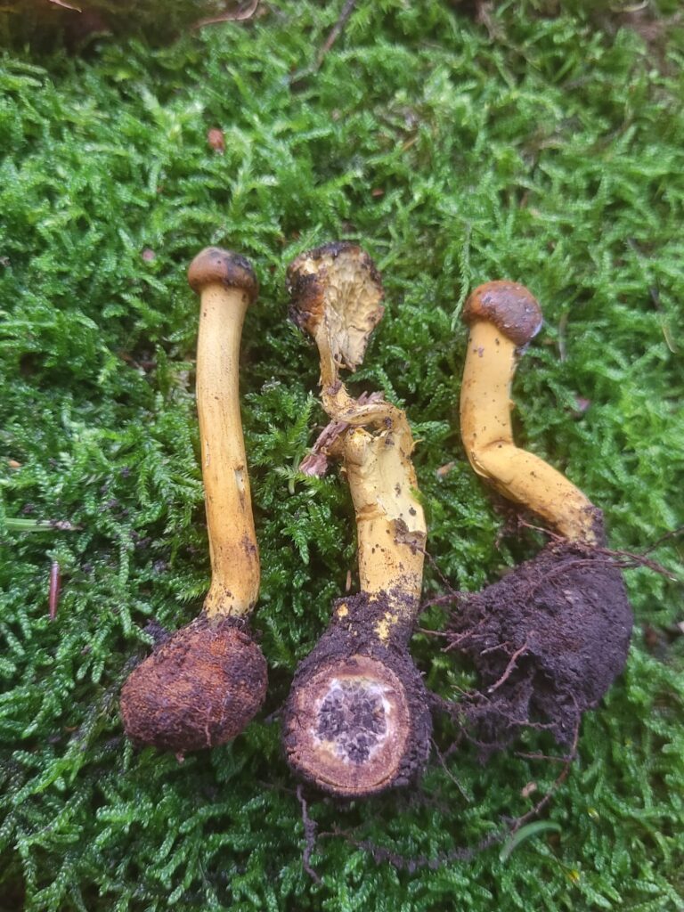 Auf Entdeckungstour im Stuckenberg: Was Pilze und Bienen im Herforder Wald verbindet 6 Pilze auf moosbedecktem Boden