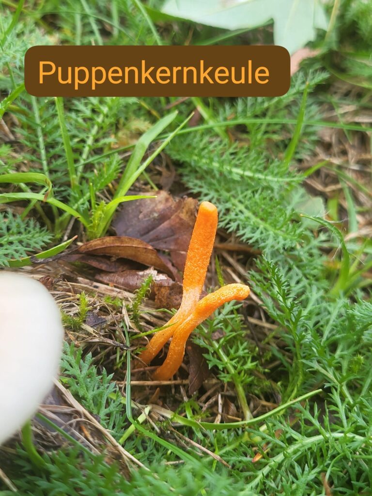 Auf Entdeckungstour im Stuckenberg: Was Pilze und Bienen im Herforder Wald verbindet 37 Orangefarbener Pilz in Gras