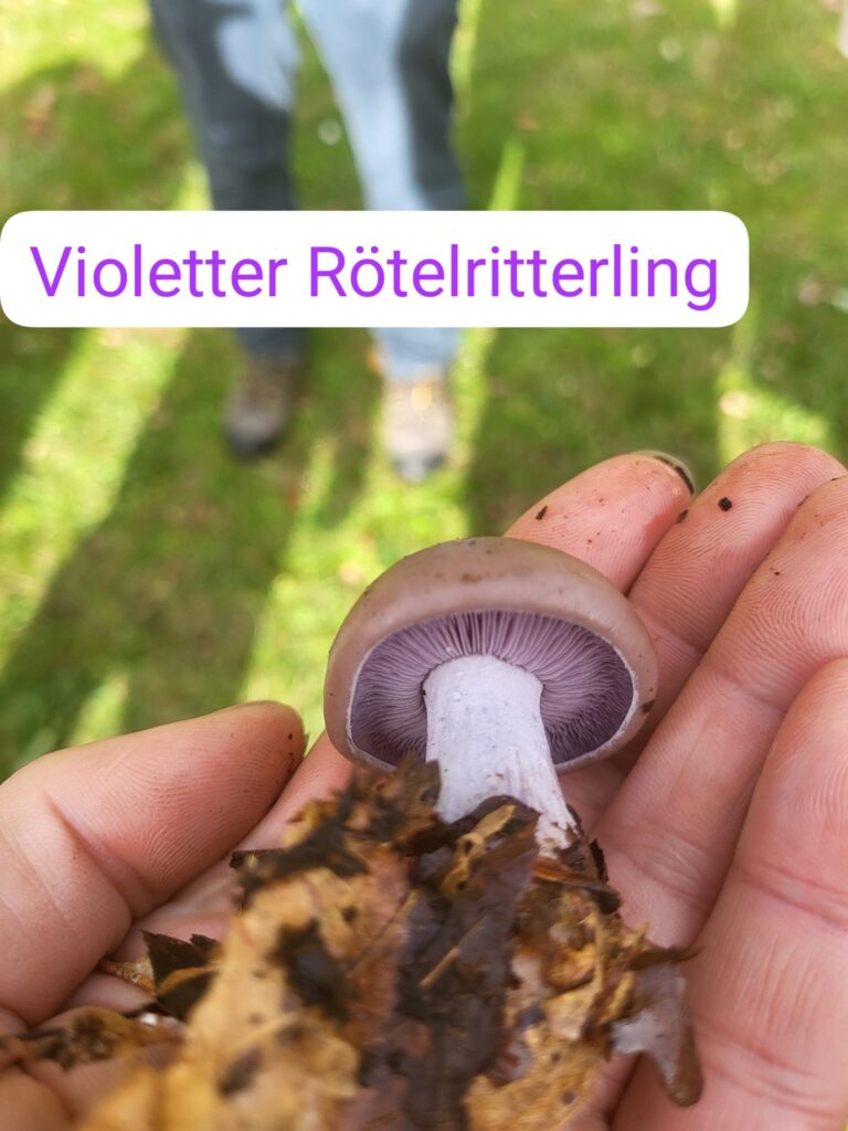 Auf Entdeckungstour im Stuckenberg: Was Pilze und Bienen im Herforder Wald verbindet 38 Violetter Pilz in Hand gehalten