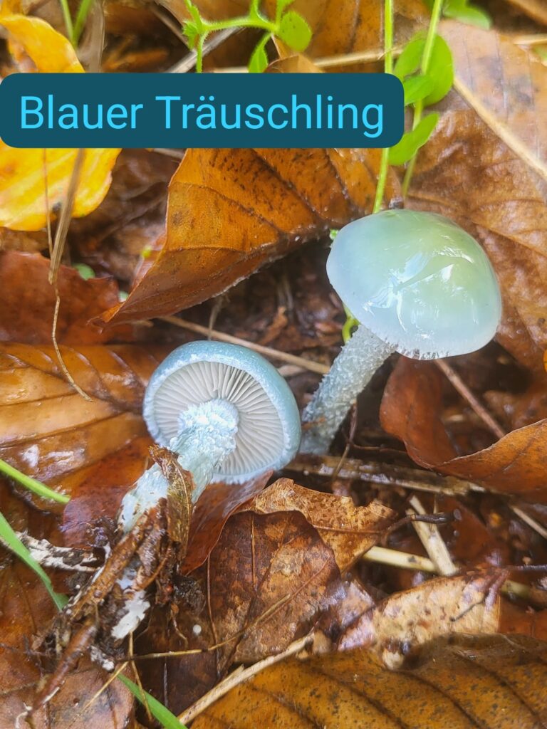 Auf Entdeckungstour im Stuckenberg: Was Pilze und Bienen im Herforder Wald verbindet 40 Zwei blaue Pilze im Laub
