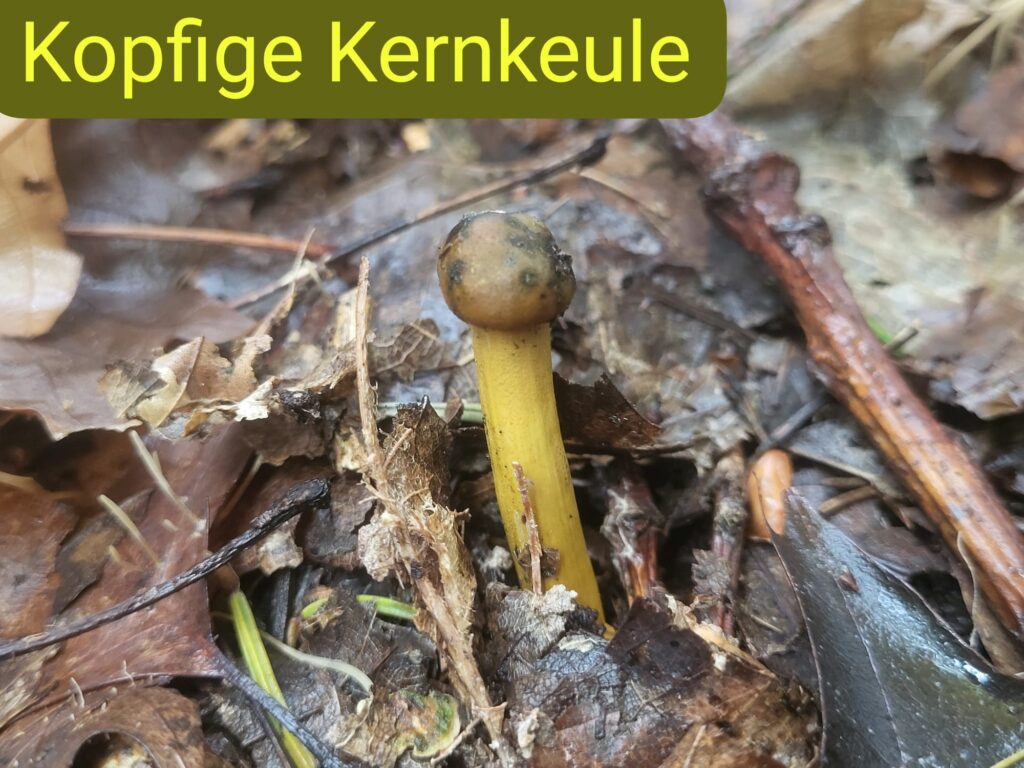 Auf Entdeckungstour im Stuckenberg: Was Pilze und Bienen im Herforder Wald verbindet 5 Gelber Pilz im Laubwald