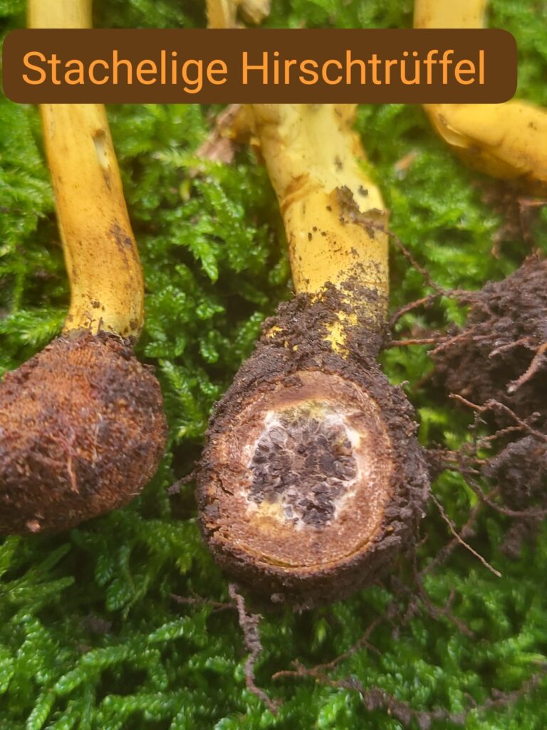 Auf Entdeckungstour im Stuckenberg: Was Pilze und Bienen im Herforder Wald verbindet 4 Stachelige Hirschtrüffel auf Moos