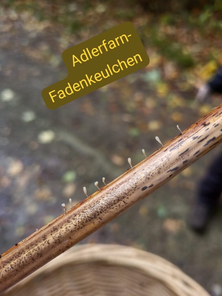 Auf Entdeckungstour im Stuckenberg: Was Pilze und Bienen im Herforder Wald verbindet 34 Pilze auf einem Holzstück