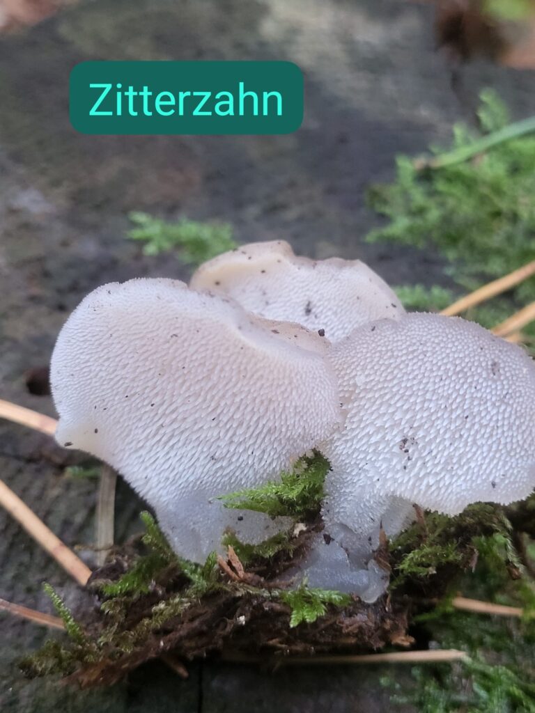 Auf Entdeckungstour im Stuckenberg: Was Pilze und Bienen im Herforder Wald verbindet 29 Pilz auf Holz mit Moos