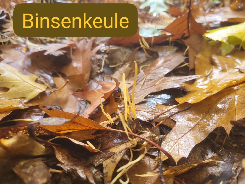 Auf Entdeckungstour im Stuckenberg: Was Pilze und Bienen im Herforder Wald verbindet 30 Bunte Blätter im feuchten Wald