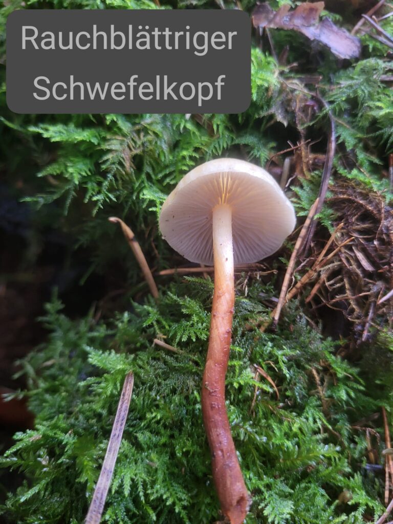 Auf Entdeckungstour im Stuckenberg: Was Pilze und Bienen im Herforder Wald verbindet 31 Pilz auf moosbedecktem Boden