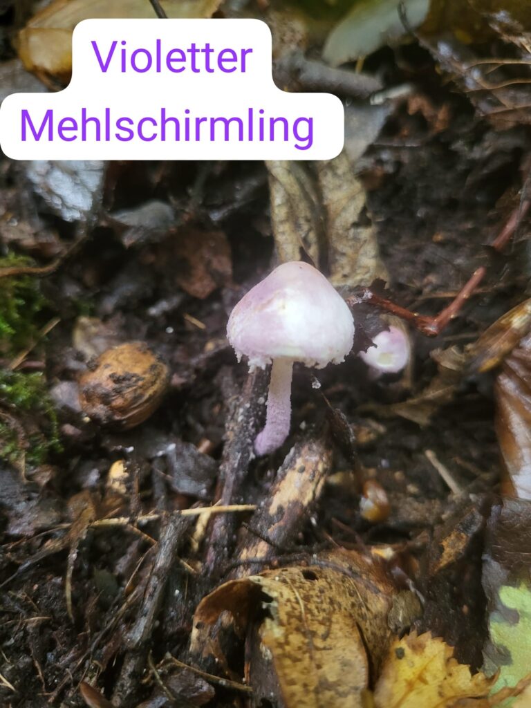 Auf Entdeckungstour im Stuckenberg: Was Pilze und Bienen im Herforder Wald verbindet 32 Violetter Mehlsschirmling im Wald