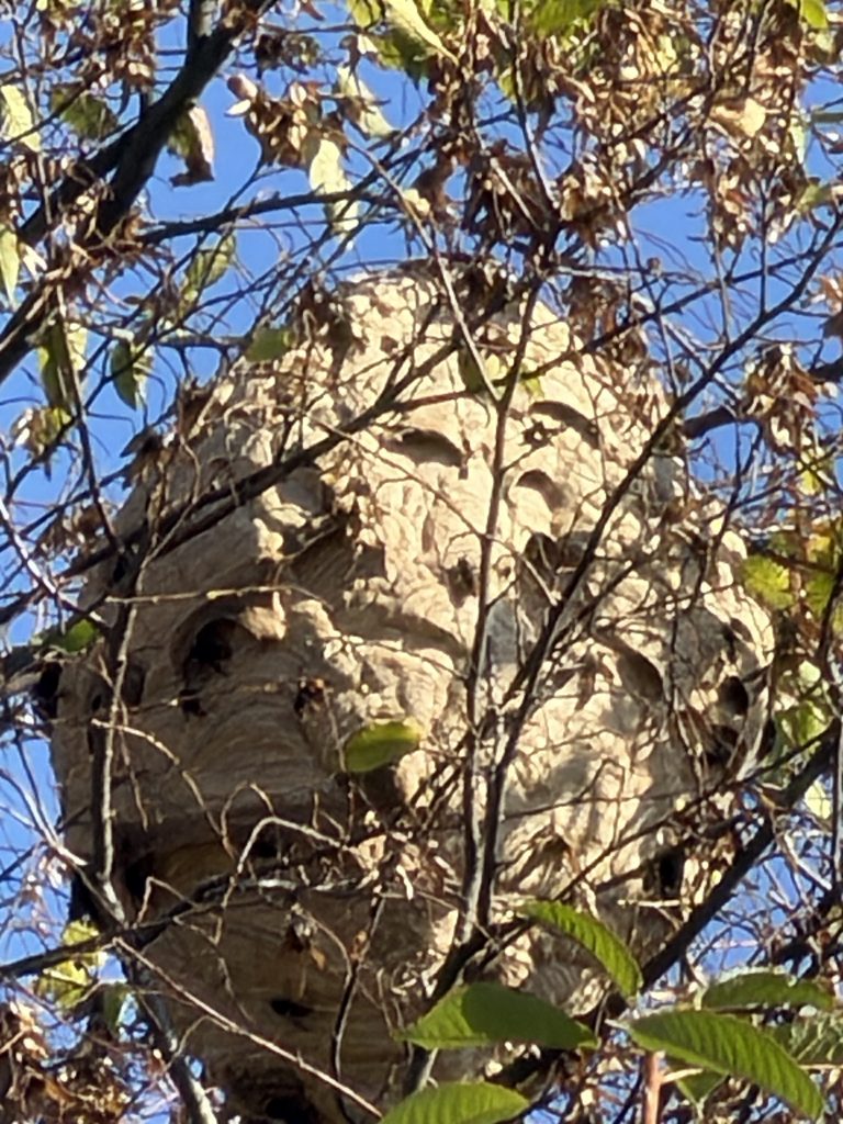Alarmstufe Gelb im Kreis Herford: Warum wir jetzt jedes Nest der "Asiatische Hornisse" aufspüren wollen - 2026 8 Asiatische Hornisse Sekundärnest